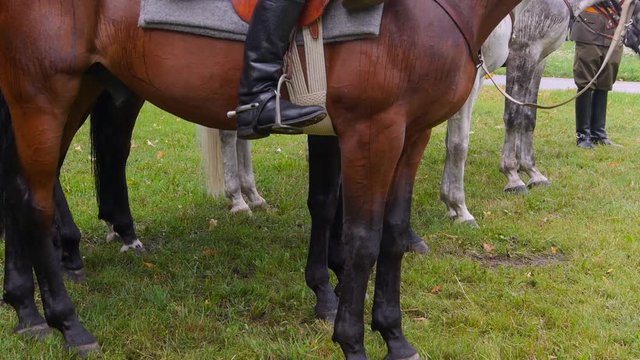Horses waiting for order to move.