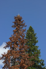 Obraz premium Green big spruce against a blue sky and beside her dead dry fir