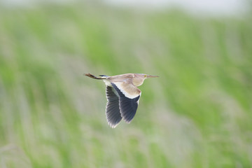 ヨシゴイ(Yellow bittern)