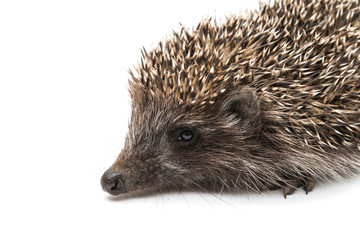 Hedgehog