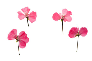Pressed and dried pink  flowers geranium