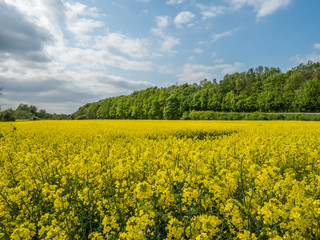 Obraz premium canola fields during springtime