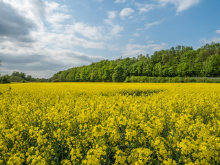 canola fields during springtime