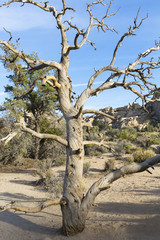 Natur, Fels, Wüste, Joshua-Tree-Nationalpark, California, USA