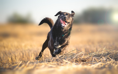 Insanely happy dog running