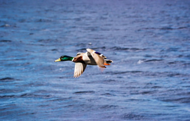 Duck male flying in Loch Ness in Scotland