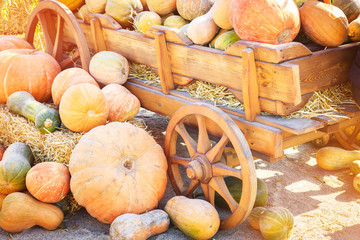 Many colorful pumpkins near a wooden cart