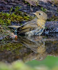 European robin (Erithacus rubecula) on the waterhole in the forest