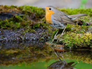 European robin (Erithacus rubecula) on the waterhole in the forest