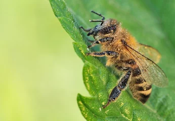 Fotobehang Bee, Apis mellifera, European or Western honey bee © AlekseyKarpenko