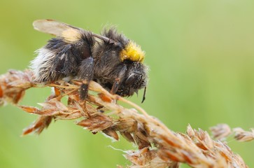 Buff-tailed Bumblebee on flower