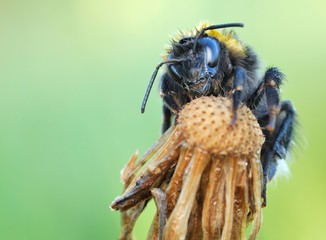 Buff-tailed Bumblebee on flower