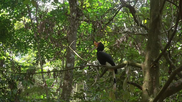 4k Palawan Hornbill (Anthracoceros marchei) sit on the tree branch.