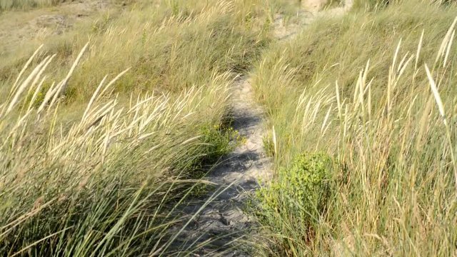 Overview Dune Perroquet France