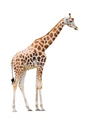 Crédence de cuisine en verre imprimé Girafe Girafe isolé sur fond blanc
