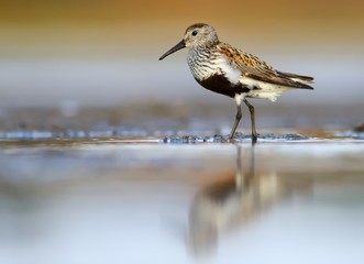 Dunlin, Calidris alpina, standing in a pool of sea water on the beach