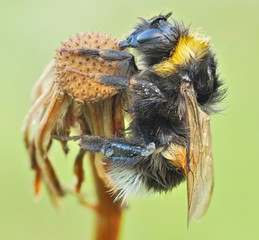 Buff-tailed Bumblebee on flower