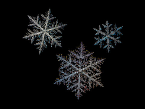 3 snowflakes, isolated on black background. This set created from three macro photos of real snow crystals (large fernlike dendrites).