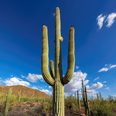 Saguaro cactus towers above the colorful Sonoran desert landscape