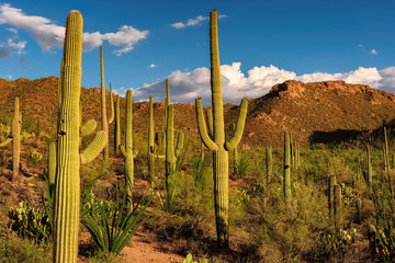 Saguaro cactus at Sunset in the Desert with Saguaro Cacti 