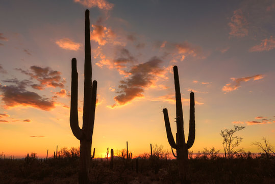 Sunset at Saguaro National Park near Tucson Arizona.
