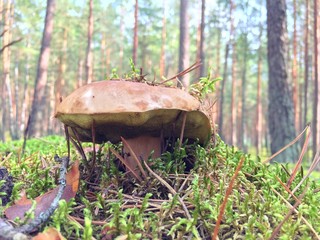Huge mushroom in forest moss