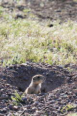 Natur, Tiere, Erdmännchen, Suricata suricatta, Surikate, Scharrtier, South Dakota, Black Hills, USA