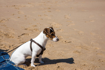 jack russel abandonn&eacute; sur la plage