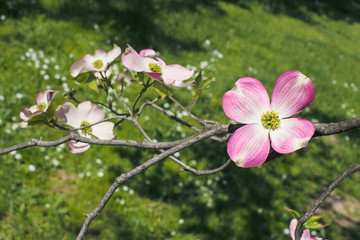 sunlit pink dogwood blossom on a green background, horizontal, vibrant