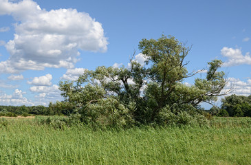 Fototapeta na wymiar Meadows landscape of Havel river. Summertime.