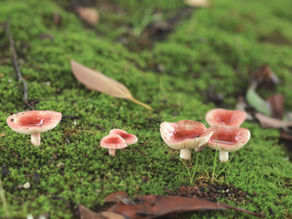 ニオイコベニタケ