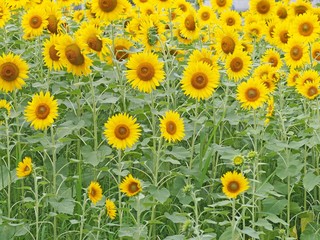 Obraz premium ひまわり畑