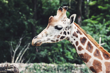 Giraffe head close up, in nature