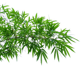 Green bamboo leaves on a white background