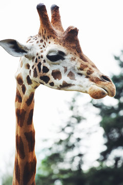 Giraffe head close up, in nature