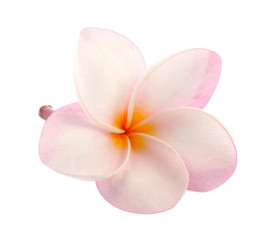 Fototapeta na wymiar pink Tropical flowers frangipani (plumeria) isolated on white ba