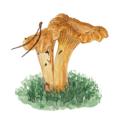 Chanterelles hand painted with watercolors