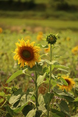 Obraz premium Sonnenblumen im Sommer