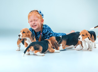 The happy girl and beagle puppies on gray background