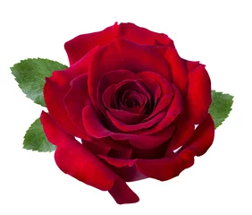 Papier Peint photo autocollant Roses Rose rouge isolé sur blanc