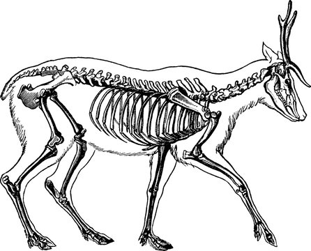 Vintage image deer skeleton