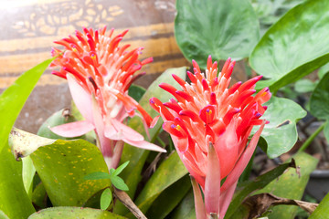 Billbergia pyramidalis (Kyoto)