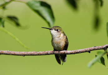 Broad Tail Hummingbird