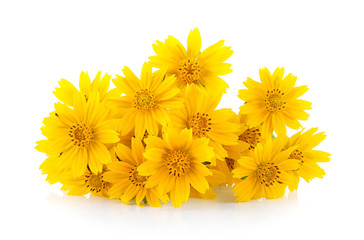 yellow flower