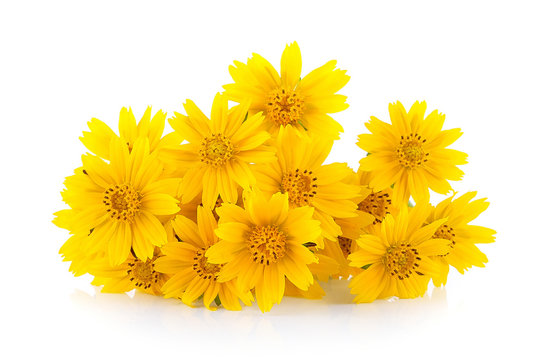 Fototapeta yellow flower