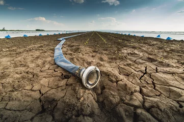 Poster Im Rahmen Dry land - drought - and hose for watering © Dusan Kostic