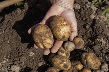 potatoes on ground and in hand