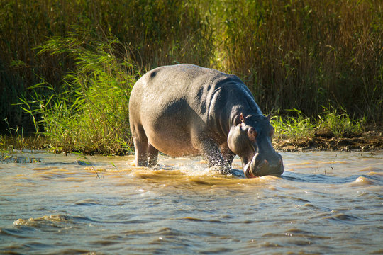 Hippo at the iSimangaliso-Wetland-Park; South Africa