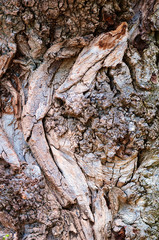 Rough texture tree bark