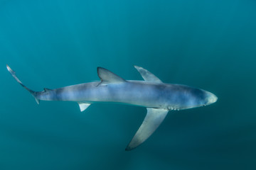 Blue Shark in Ocean Depths